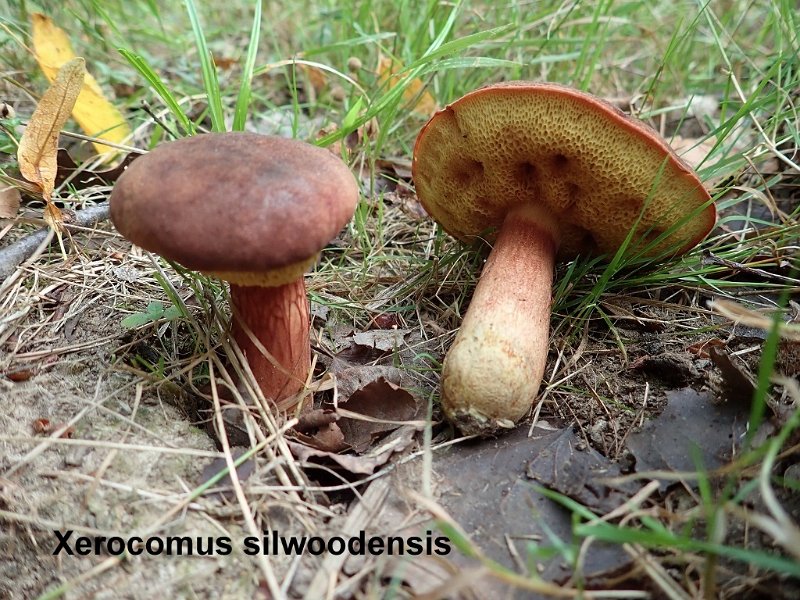 Xerocomus silwoodensis-amf2167.jpg - Xerocomus silwoodensis